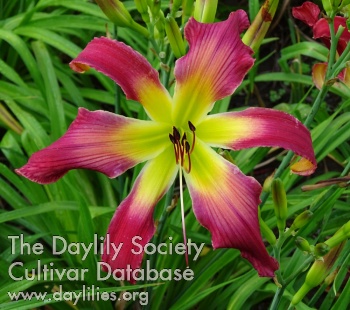 Daylily Fleur-de-Mingo